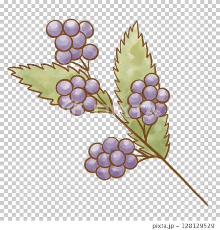 紫色漿果和葉子的水彩插圖（紫式部）| 秋季植物圖案材料 128129529
