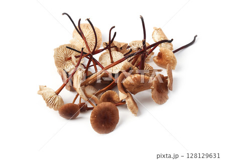 Mycetinis scorodonius. Garlic mushrooms Mycetinis scorodonius. Garlic mushrooms 128129631