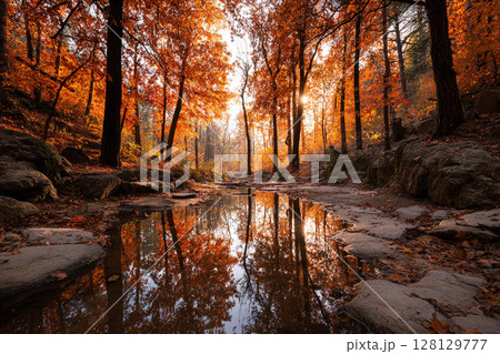 Autumn Forest Reflection 128129777