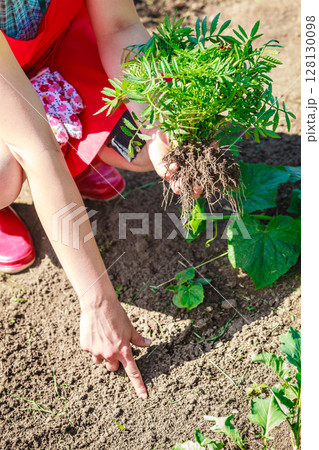 Closeup woman gardener replanting flowers 128130098
