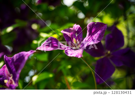 Bright purple clematis flower on sunny background 128130431