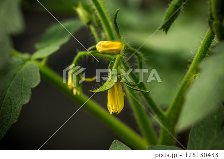 yellow flower on young tomato plant yellow flower on young tomato plant 128130433