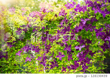 Close-up of purple flower petals in the garden Close-up of purple flower petals in the garden 128130439