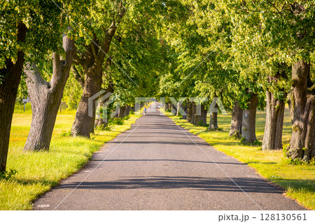 A peaceful lane lined with tall deciduous trees creates a serene atmosphere. Sunlight filters through the leaves, enhancing the nature of the inviting summer day. A person strolls along the road. A peaceful lane lined with tall deciduous trees creates a serene atmosphere. Sunlight filters through the leaves, enhancing the nature of the inviting summer day. A person strolls along the road. 128130561