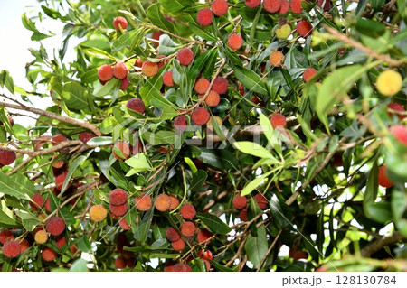 ヤマモモ 128130784