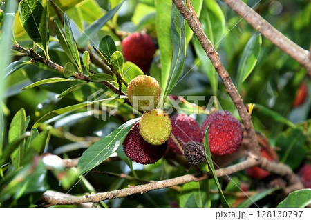 ヤマモモ 128130797