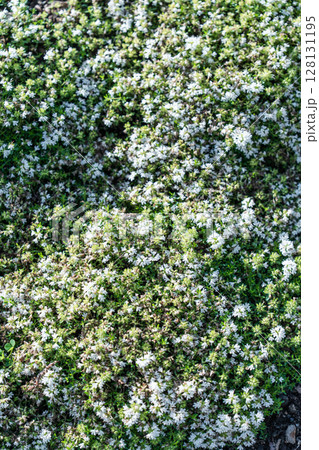 A Vibrant Green Ground Cover Featuring White Flowers That Are Currently in Full Bloom 128131195