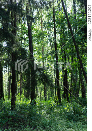 A beautiful Lush Green Forest filled with Tall Trees, Dense Underbrush, and Vibrant Life 128131203