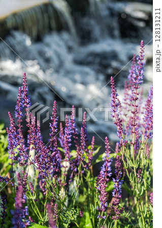 Vibrant Purple Flowers Flourishing Beautifully Against a Calm Flowing Water Backdrop 128131211