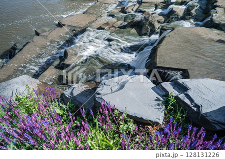 The serene shoreline, with rocks, is home to blooming purple wildflowers that flourish 128131226