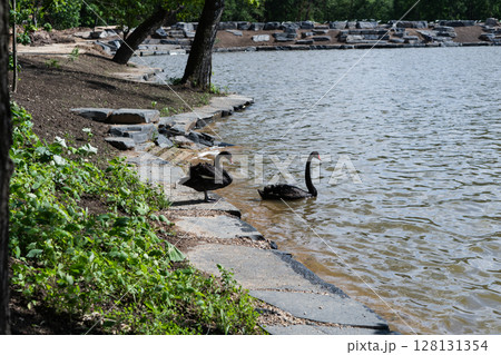 pair of black swans on a rocky lakeside in summer park 128131354