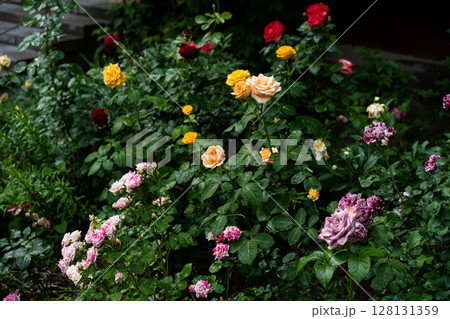 colorful rose bushes sparkling after summer rain in lush mixed border colorful rose bushes sparkling after summer rain in lush mixed border 128131359