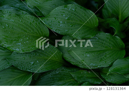 Wet hosta leaves with glistening raindrops forming rich green foliage textur 128131364