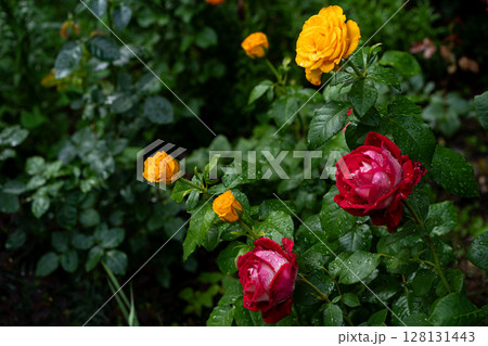 yellow and carmine roses with rain-kissed foliage yellow and carmine roses with rain-kissed foliage 128131443
