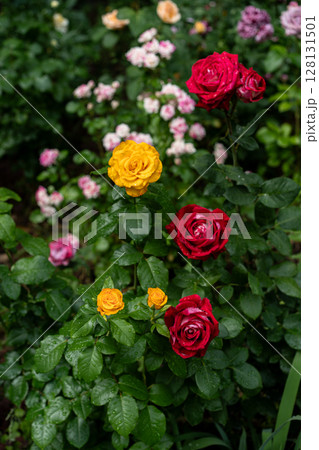 yellow and red rain-kissed hybrid tea roses in summer bed 128131501