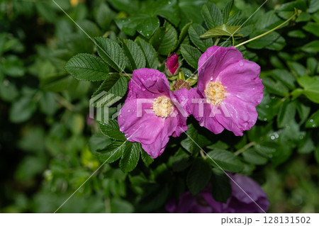 Wild rugosa rose bush with magenta single blooms and rain kissed wrinkled foliage Wild rugosa rose bush with magenta single blooms and rain kissed wrinkled foliage 128131502