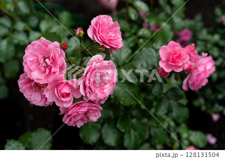 spray roses with raindrops on deep green foliage 128131504