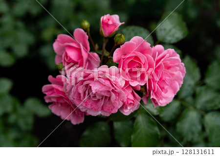 pink shrub rose cluster after summer rain pink shrub rose cluster after summer rain 128131611