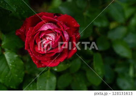 deep red rose blossom covered in morning raindrops 128131613