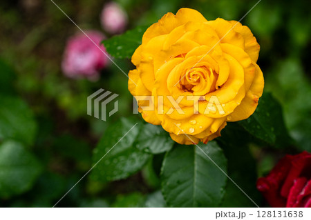 golden yellow rose bloom sparkling with water droplets golden yellow rose bloom sparkling with water droplets 128131638