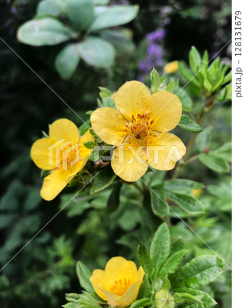 colorful wild flowers background, nature photo 128131679