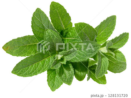 Branch of fresh mint with green leaves on isolated background 128131720