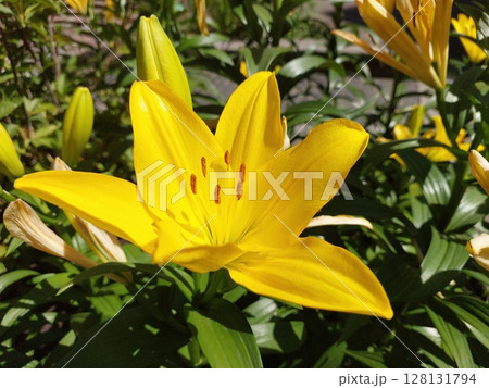 Bright Yellow Lily Blooms in Sunny Garden Bush During Early Summer Season 128131794