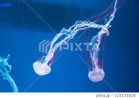 underwater photography jellyfish Purple striped jelly. Chrysaora colorata 128131828