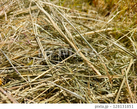 Mowed Dry Grass in a Sunny Meadow Showcasing a Rich Tapestry of Natural Textures and Colors Mowed Dry Grass in a Sunny Meadow Showcasing a Rich Tapestry of Natural Textures and Colors 128131851