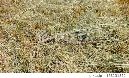 Mowed Dry Grass Scattered Across a Sunny Field Creating a Textured Landscape Mowed Dry Grass Scattered Across a Sunny Field Creating a Textured Landscape 128131852