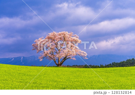 晴れ間に見える草原に咲く満開の桜 128132814