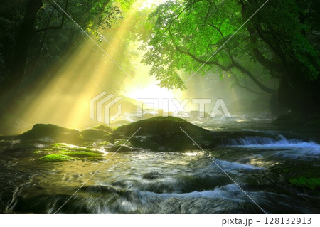 美しい光芒の出る菊池渓谷(菊池市) 美しい光芒の出る菊池渓谷(菊池市) 128132913