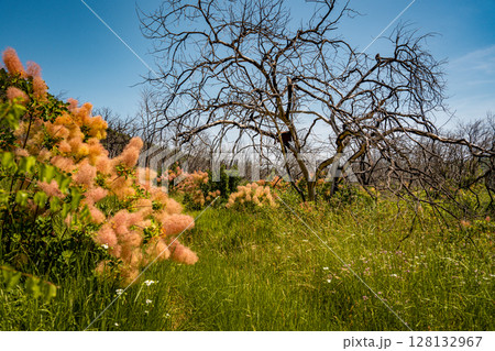 Vibrant Undergrowth And Bare Trees In Summer Landscape: Colorful Green And Pink Bushes Flourishing Beneath A Row Of Leafless Trees Against A Clear Blue Sky In Rural Slovenia Vibrant Undergrowth And Bare Trees In Summer Landscape: Colorful Green And Pink Bushes Flourishing Beneath A Row Of Leafless Trees Against A Clear Blue Sky In Rural Slovenia 128132967