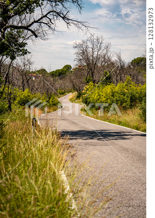 Winding Country Road In Slovenia: Quiet Asphalt Path Curving Through Grassy Verges, Wildflowers, And Forested Hills Under Bright Summer Sunlight 128132973