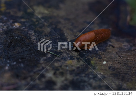A red slug slowly crawls across a damp log in a dense forest, close-up showing the complex texture and calm damp environment around it. Close-up of a beautiful large red slug on a tree stump. A red slug slowly crawls across a damp log in a dense forest, close-up showing the complex texture and calm damp environment around it. Close-up of a beautiful large red slug on a tree stump. 128133134