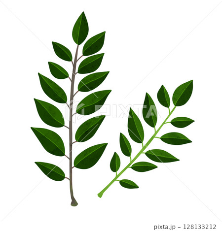 カレーリーフの葉 水彩風手描きイラスト カレーリーフの葉 水彩風手描きイラスト 128133212
