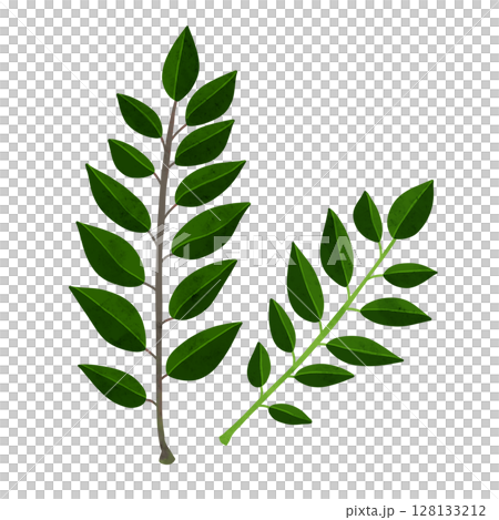 Curry leaf watercolor hand-drawn illustration 128133212