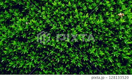 Wet green moss on the rocks 128133520