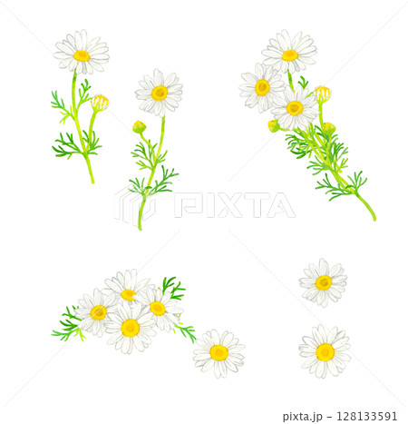 カモミール（ハーブ）のセット　手描き水彩イラスト素材 128133591
