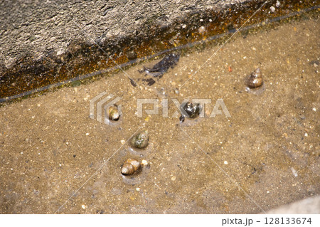 タニシ タニシ 128133674