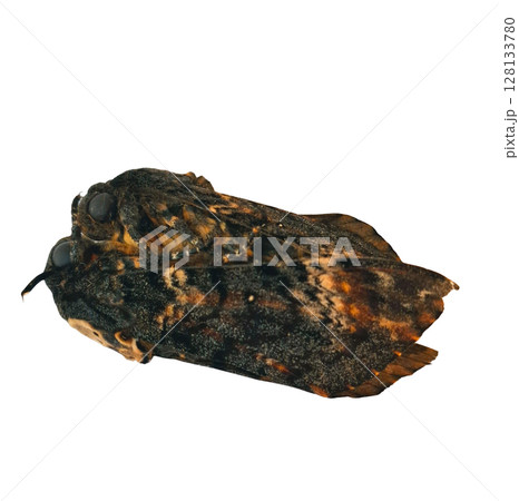 Two Death's Head Hawk Moths are observed mating in a natural environment, showcasing their unique morphology and behavior during the reproduction process. Two Death's Head Hawk Moths are observed mating in a natural environment, showcasing their unique morphology and behavior during the reproduction process. 128133780