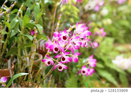 デンドロビウムの花 デンドロビウムの花 128133809