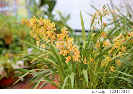 シンビジウムの花 シンビジウムの花 128133816