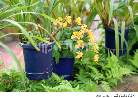 シンビジウムの花 シンビジウムの花 128133817