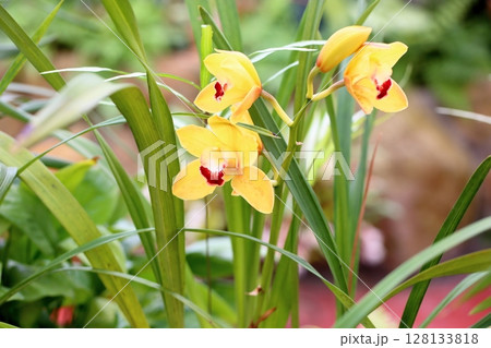 シンビジウムの花 128133818