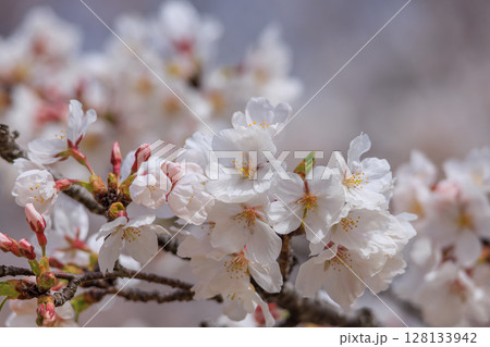 桜の花 桜の花 128133942