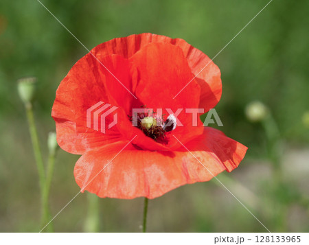 Red poppy flower with a green stem Red poppy flower with a green stem 128133965