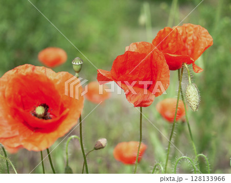 Bunch of red flowers with a yellow center 128133966