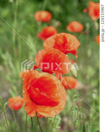 Field of red poppies with a small green flower in the middle 128133967