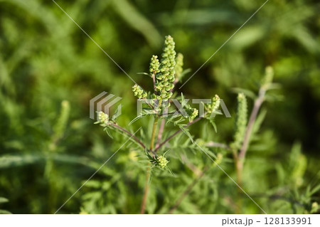 Ragweed closeup, common allergy plant Ragweed closeup, common allergy plant 128133991